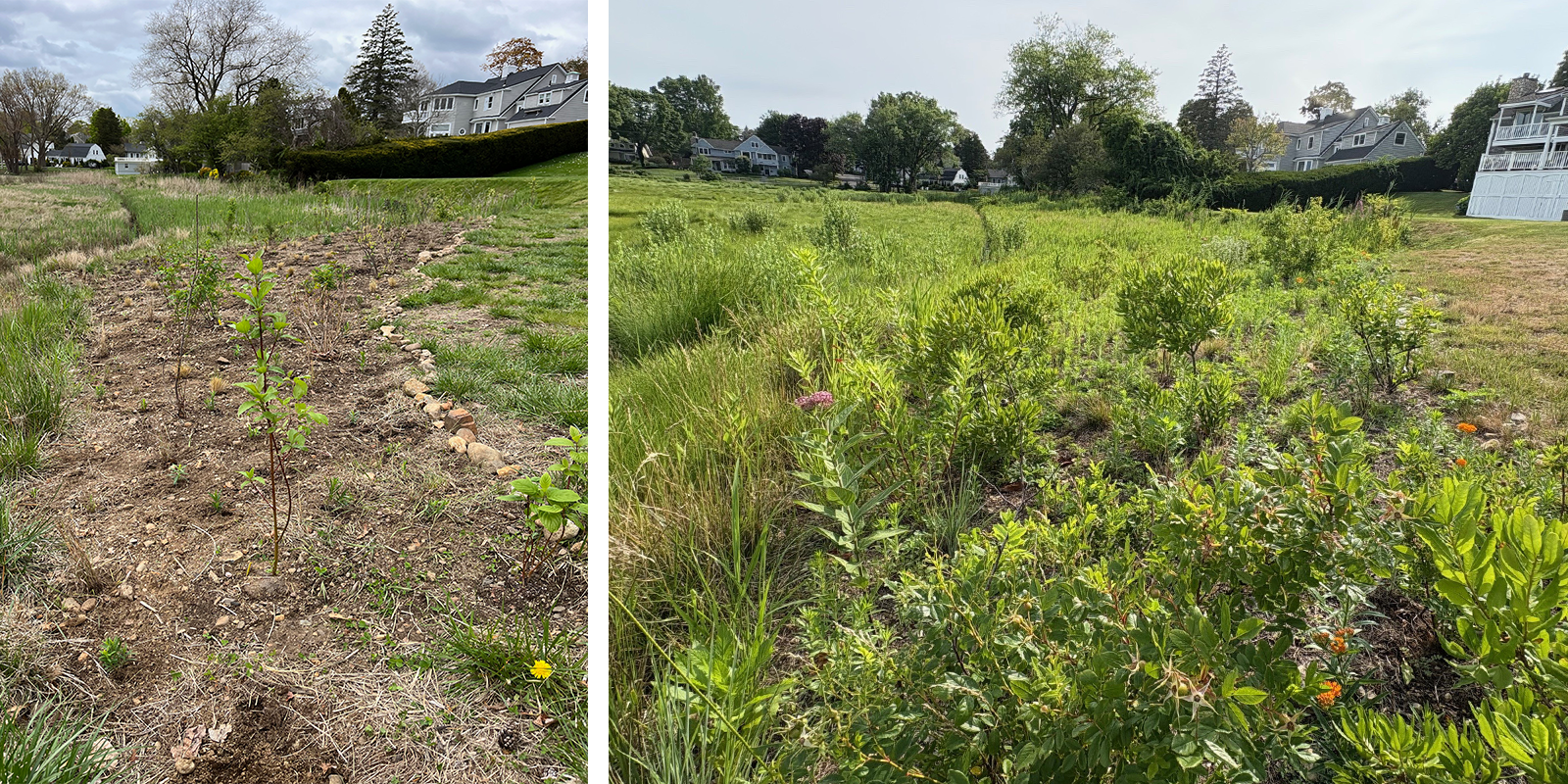 before and after a planting project in an area of yard next to a salt marsh